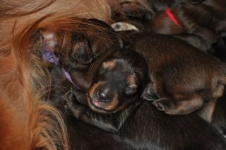 Jamniki d�ugow�ose